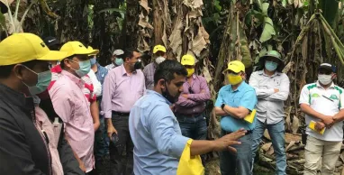 Banco Pichincha capacitó a clientes del sector bananero en la prevención del Fusarium R4T
