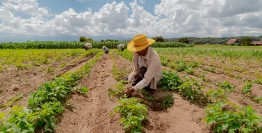 Banco Pichincha impulsa la resiliencia del agro ante el Fenómeno del Niño